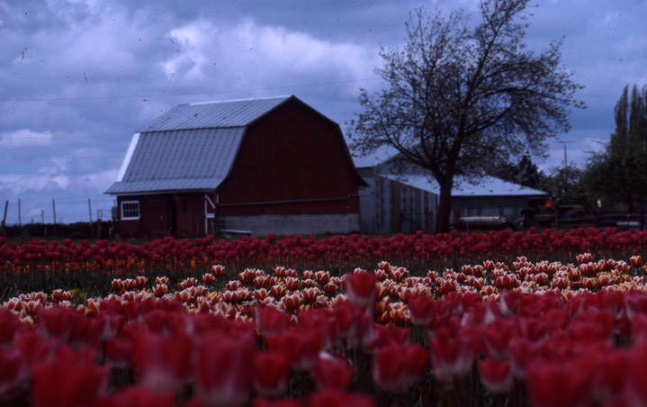 1990 Tulip Fields 813