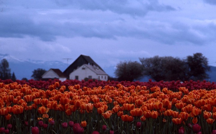 1990 Tulip Fields 817