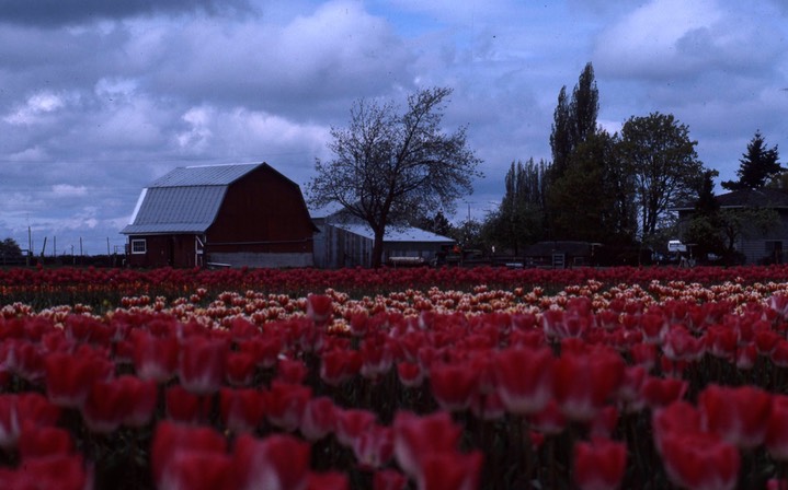 1990 Tulip Fields 818