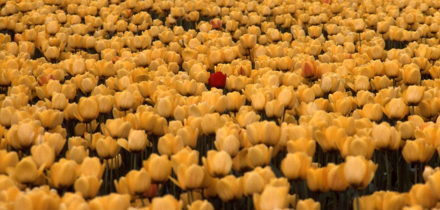 1990 Tulip Fields 822