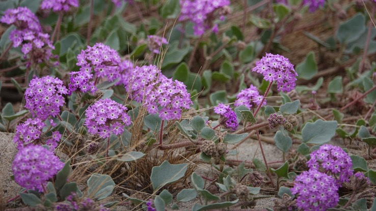 Abronia (possibly A. villosa, Desert Sand-Verbena, Bahia de los Angeles, Baja California