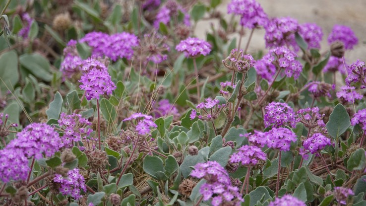 Abronia (possibly A. villosa, Desert Sand-Verbena, Bahia de los Angeles, Baja California (2)