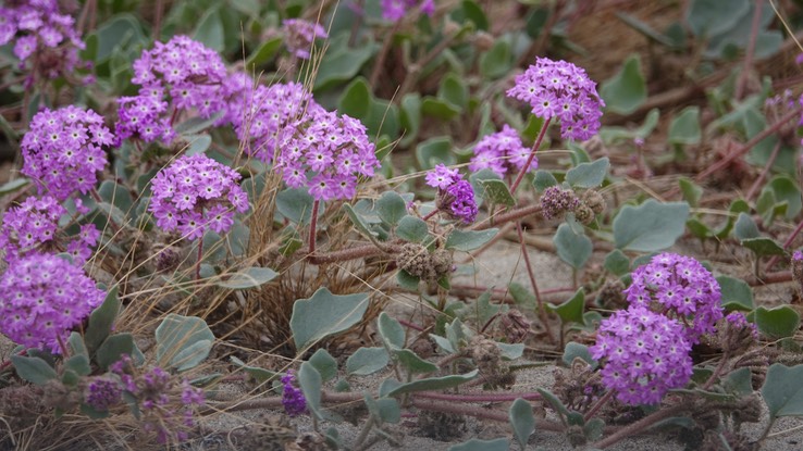 Abronia (possibly A. villosa, Desert Sand-Verbena, Bahia de los Angeles, Baja California (1)