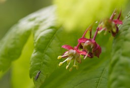 Acer circinatum, Vine Maple 3