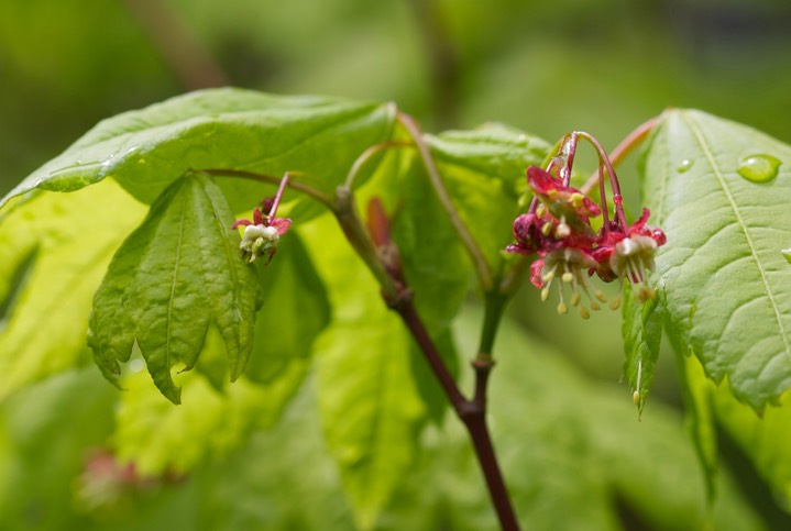 Acer circinatum, Vine Maple 2