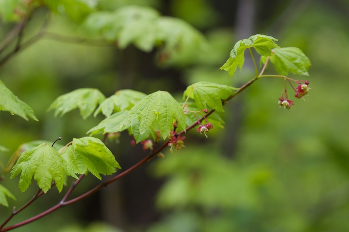 Acer circinatum, Vine Maple 1