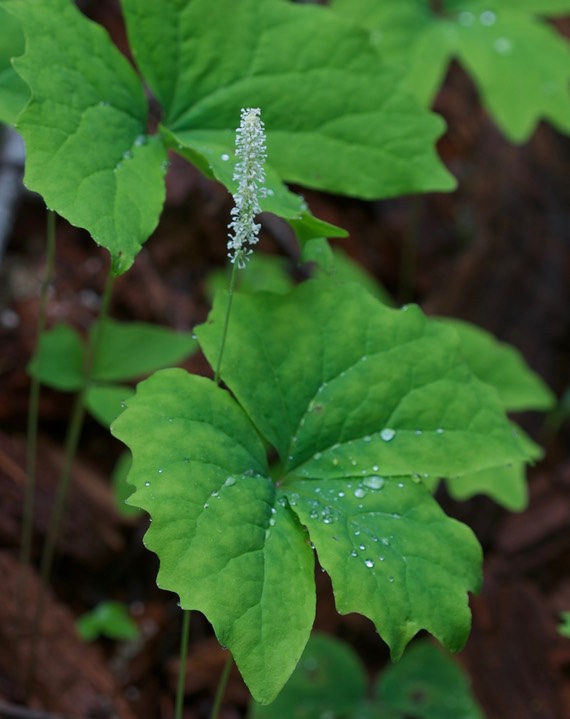 Achlys triphylla1