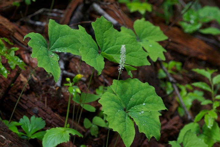 Achlys triphylla2