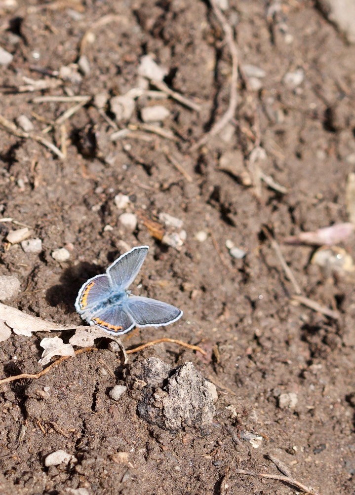 Acmon Blue - Plebejus acmon 4-7