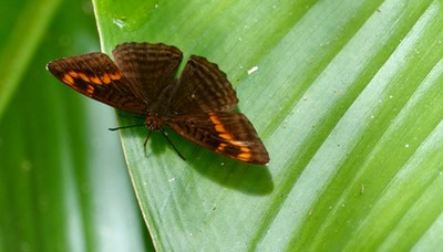 Adelpha levona i1