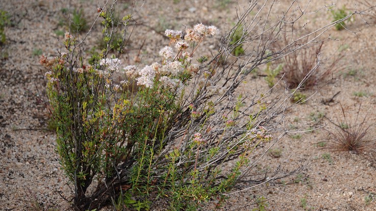 Adenostoma fasciculatum, Chamise, , Baja California (4)