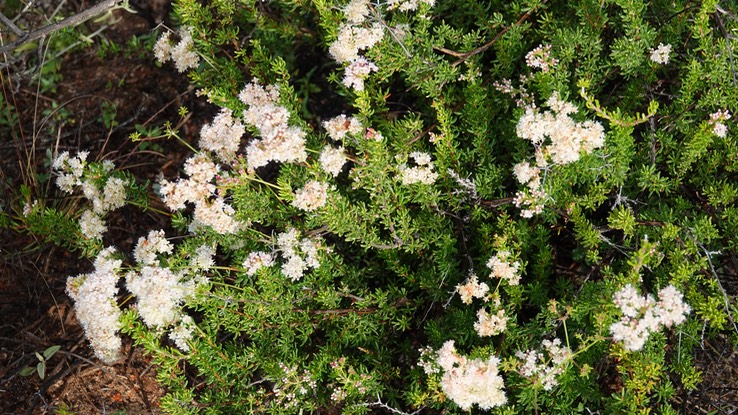 Adenostoma fasciculatum, Chamise, , Baja California (5)