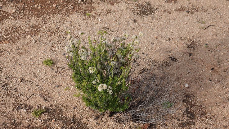 Adenostoma fasciculatum, Chamise, , Baja California