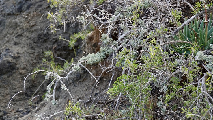 Adenostoma fasciculatum, Chamise, with fungi, Baja California