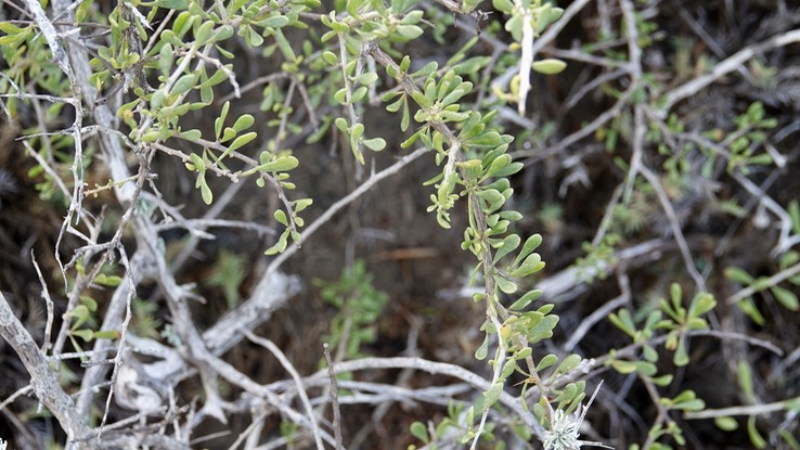 Adenostoma fasciculatum, Chamise, with fungi, Baja California1