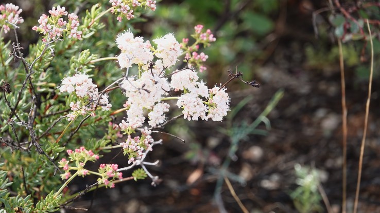 Adenostoma fasciculatum, Chamise, , Baja California