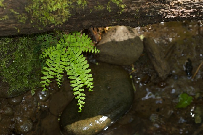 Adiantum aleuticum1