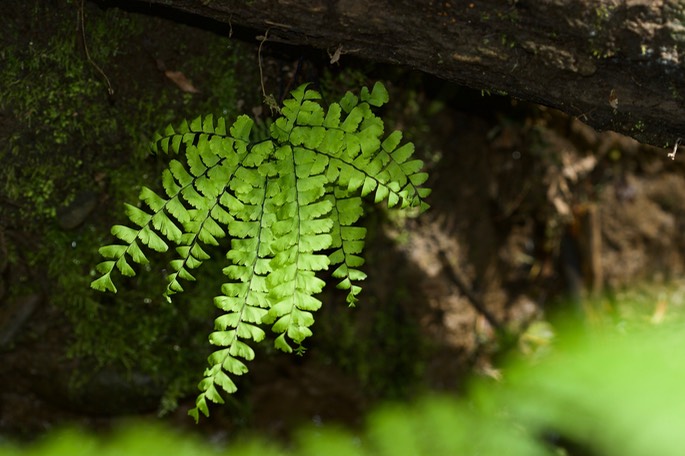 Adiantum aleuticum3