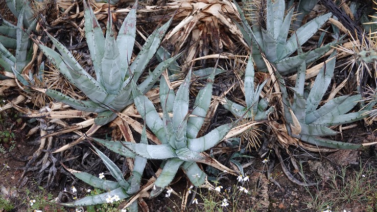 Agave deserti, Desert Agave, Bahia de los Angeles, Baja California