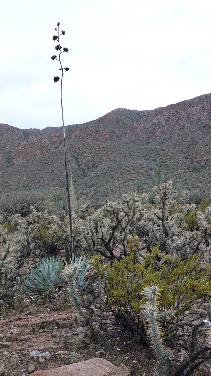 Agave deserti, Desert Agave, Bahia de los Angeles, Baja California (3)