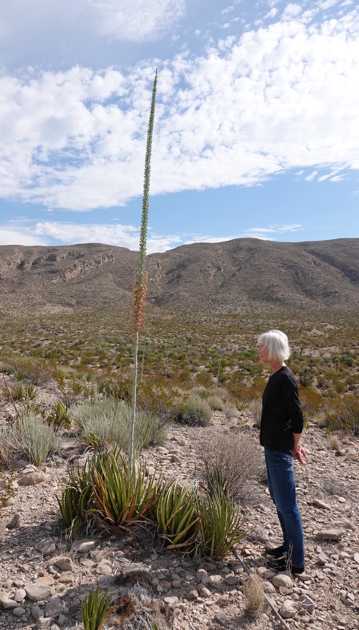 Agave lechuguilla, Shin Digger Big Bend National Park, Texas 6