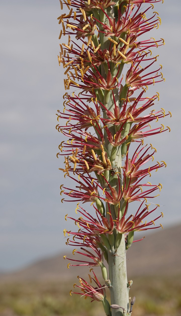 Agave lechuguilla, Shin Digger Big Bend National Park, Texas 2