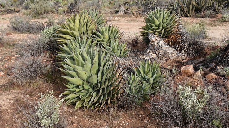 Agave shawii, Baja California 6