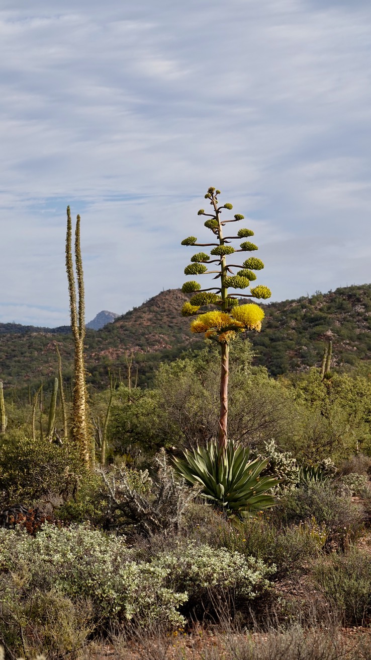 Agave shawii, Baja California 2