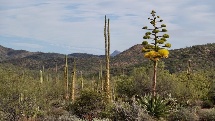 Agave shawii, Baja California 3