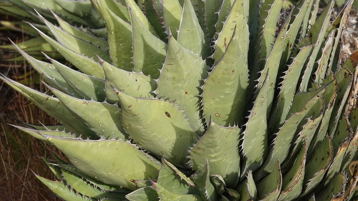 Agave shawii, Baja California 5