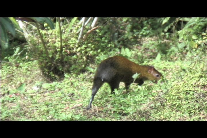 Agouti 2