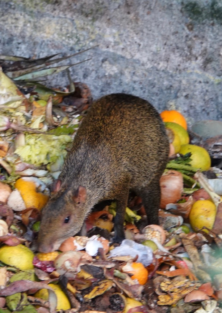 Agouti, Central American, Dasyprocta punctata2