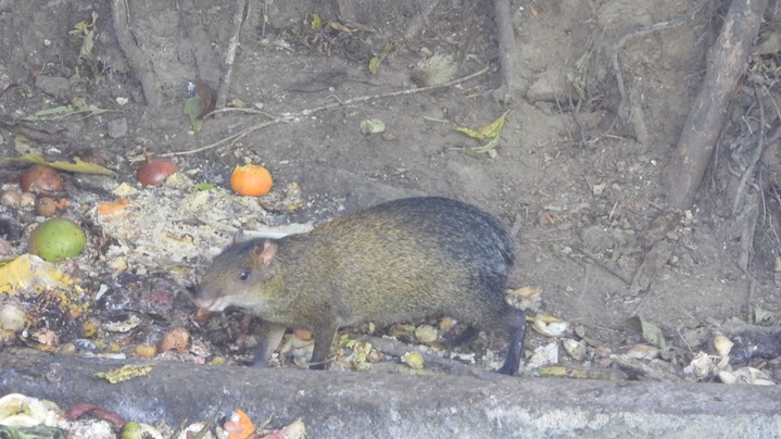 Agouti, Central American (Colombia) 1