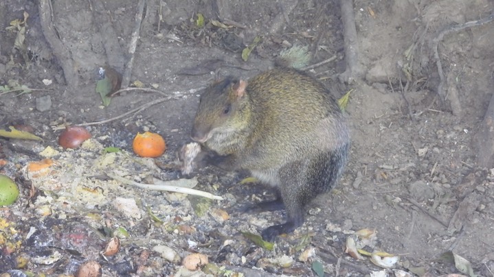 Agouti, Central American (Colombia) 2