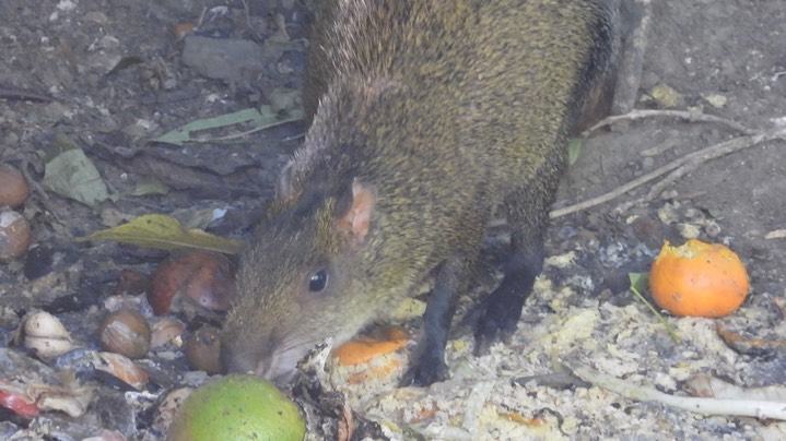 Agouti, Central American (Colombia) 4