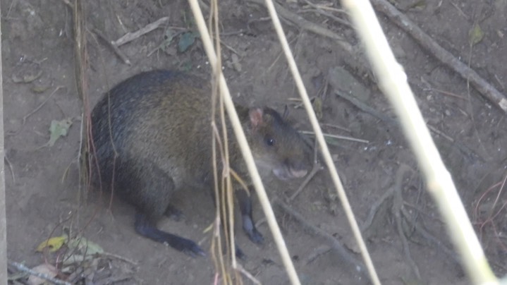 Agouti, Central American (Colombia) 5