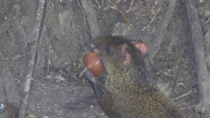 Agouti, Central American (Colombia) 6