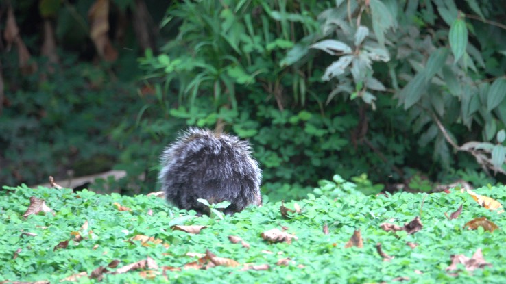 Agouti, Central American (Cerro Montezuma, Colombia) 1