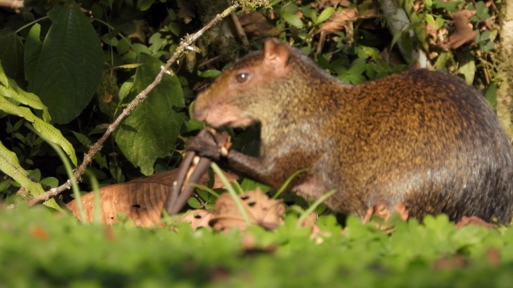 Agouti, Central American (Cerro Montezuma, Colombia) 2