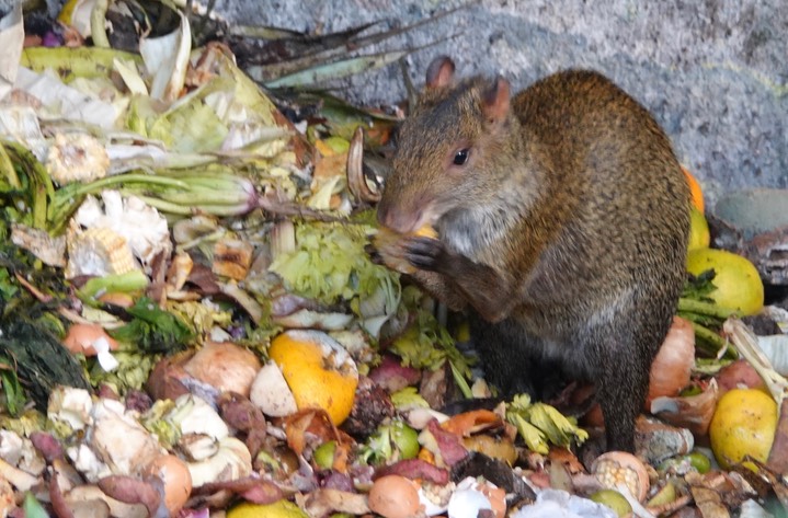 Agouti, Central American, Dasyprocta punctata