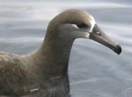 Albatross, Black-footed 2_1