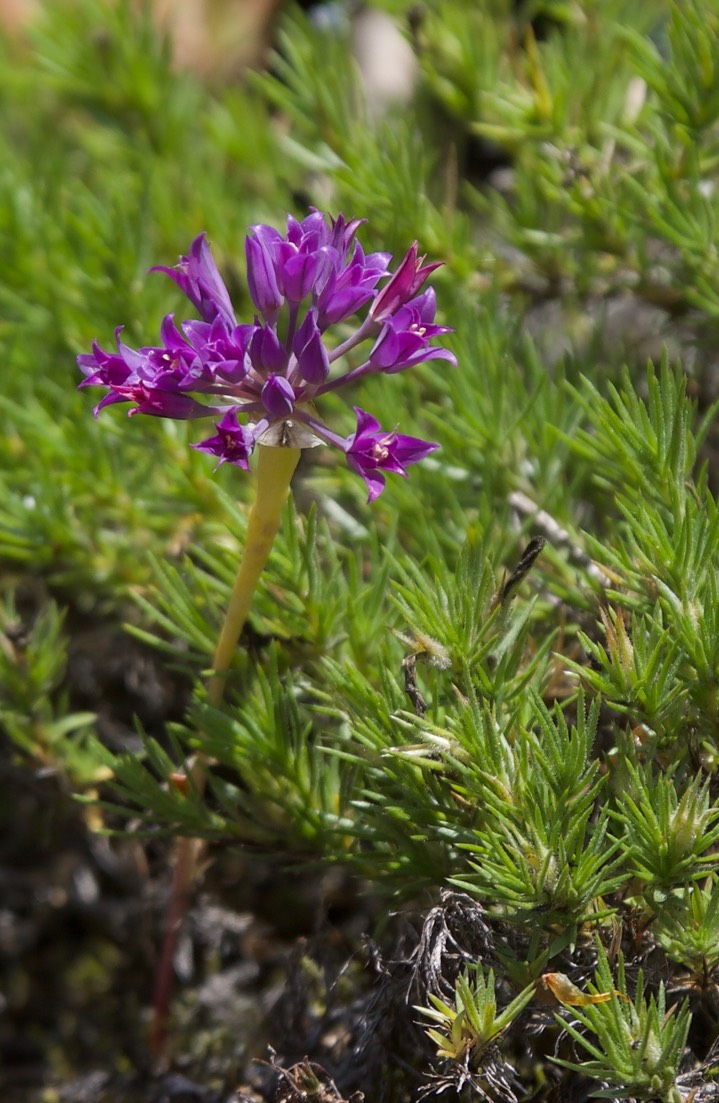 Allium acuminatum1