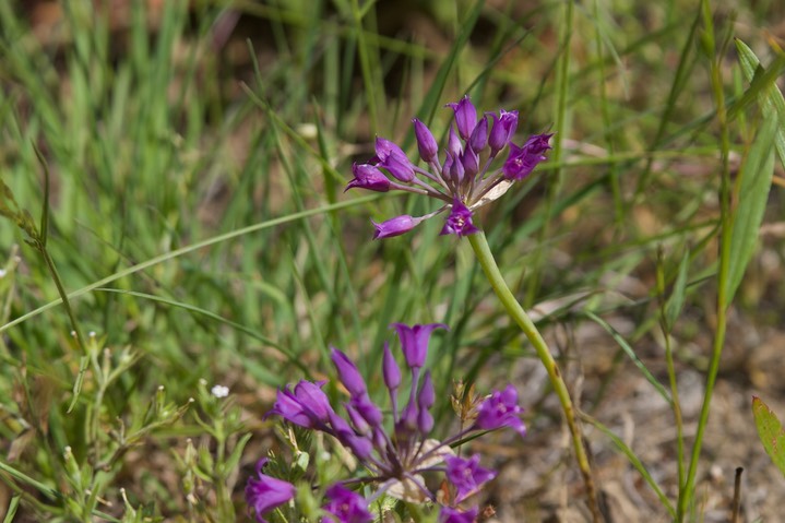 Allium acuminatum1