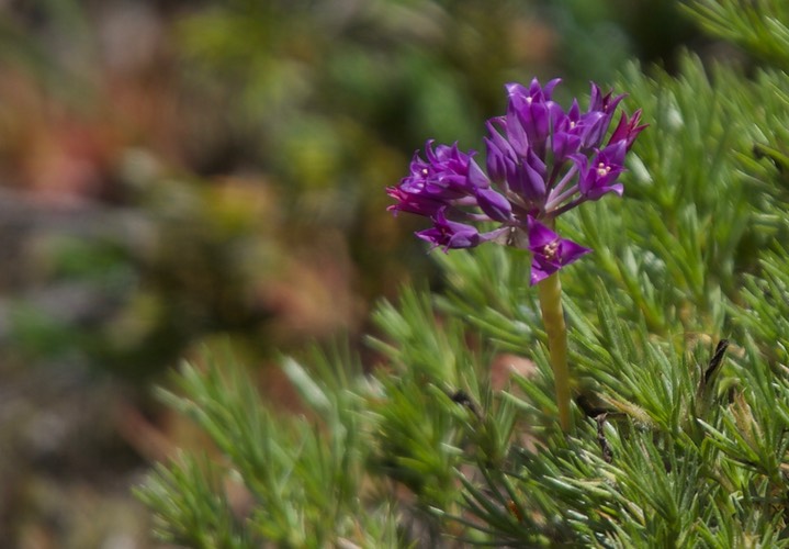 Allium acuminatum2