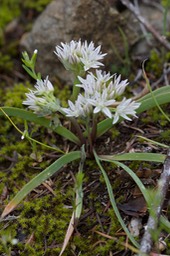 Allium crenulatum, Olympic Onion 3