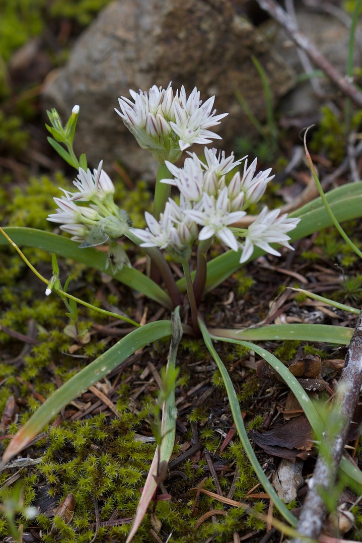 Allium crenulatum, Olympic Onion 3