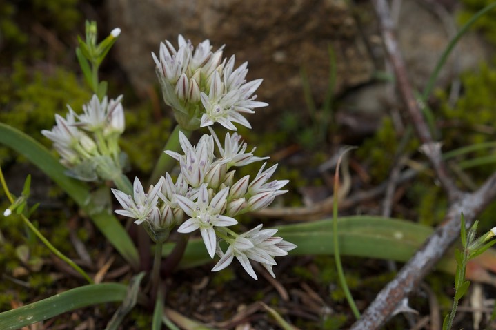 Allium crenulatum, Olympic Onion 1