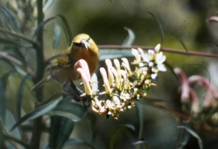 Amakihi, Kaui 3