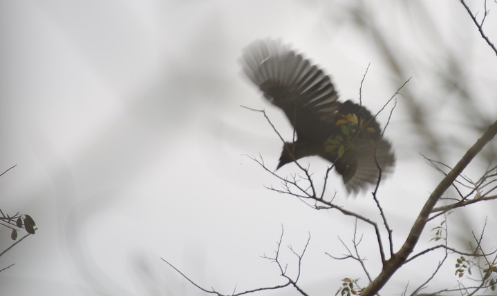 Amazonian Umbrellabird, Cephalopterus ornatus4