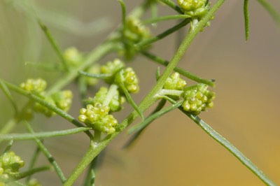 Ambrosia monogyra, Burrobrush1